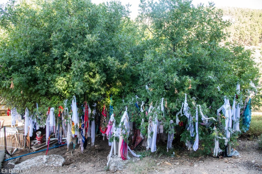 ההעץ ליד קבר יונתן בן עוזיאל המשמש כסגולה לחלק מבאי הציון, ועליו נקשרים בדים רבים