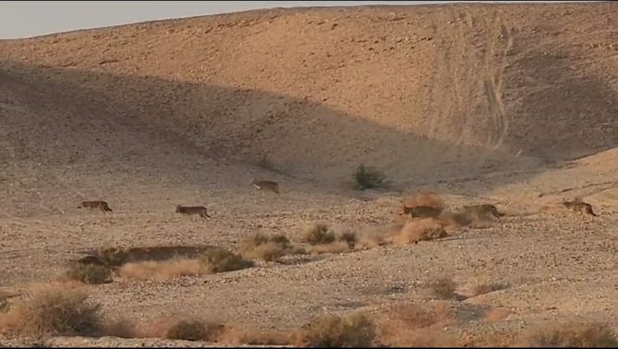 להקת הזאבים בערבה