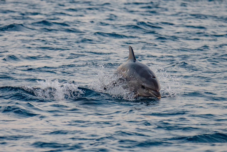 חמישה דולפינים נצפו בחופי ישראל | צפו בתיעוד מהים
