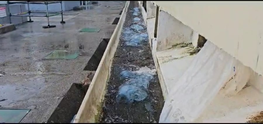 המדוזות בתחנת הכח