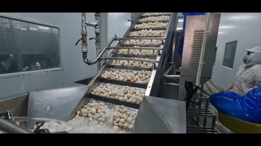 המסע המרתק של הפטריות