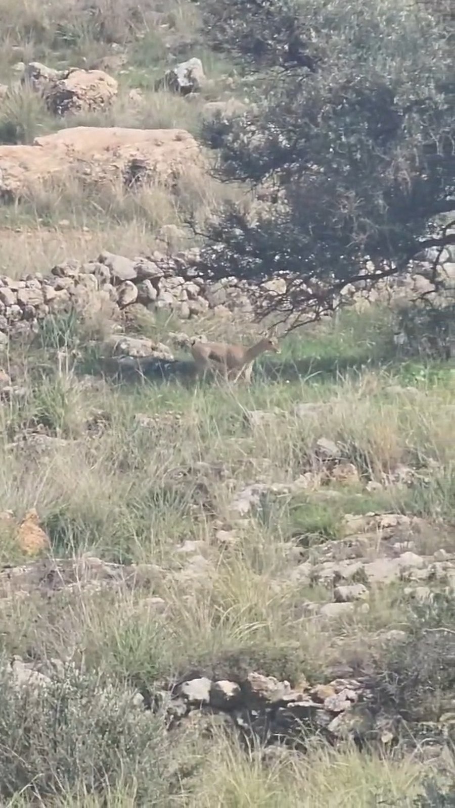 בגשם השוטף ליד מודיעין עילית - משפחה של צבאים