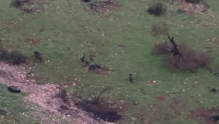 המפגש המוזר בין להקה של חזירי בר עם שועל