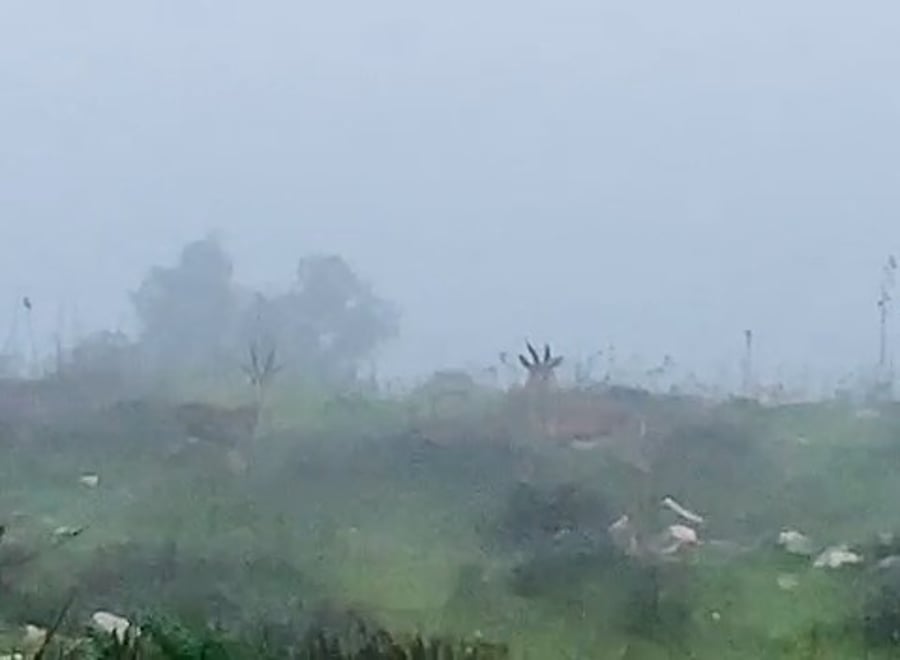 קרב אדירים של שני זכרים צבאים