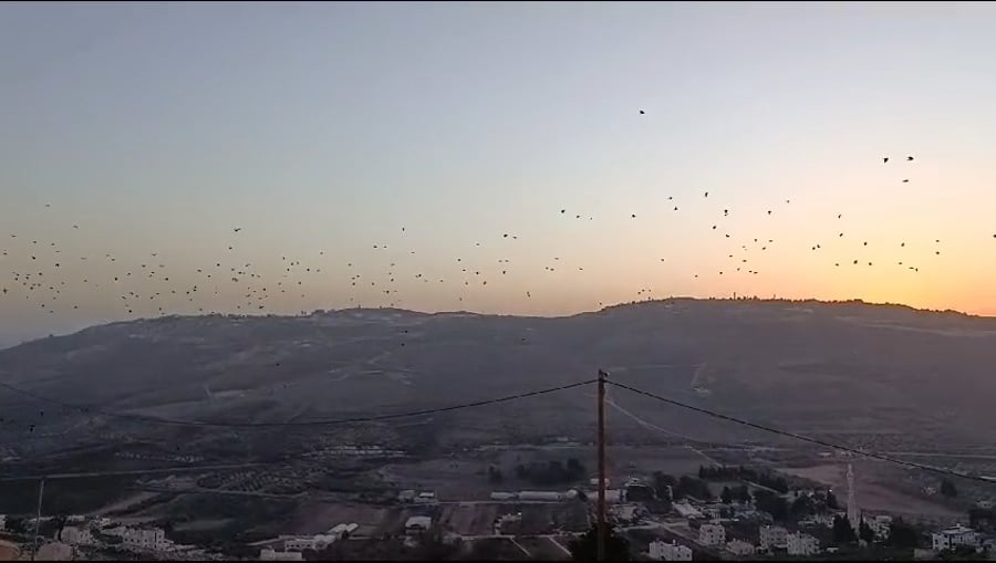 קַאָקִים באזור הר ברכה בשומרון