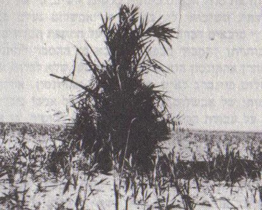 הדקל שצמח מעל קבר אבשלום פיינברג, כפי שצולם בידי בנימין רן בראשית 1931