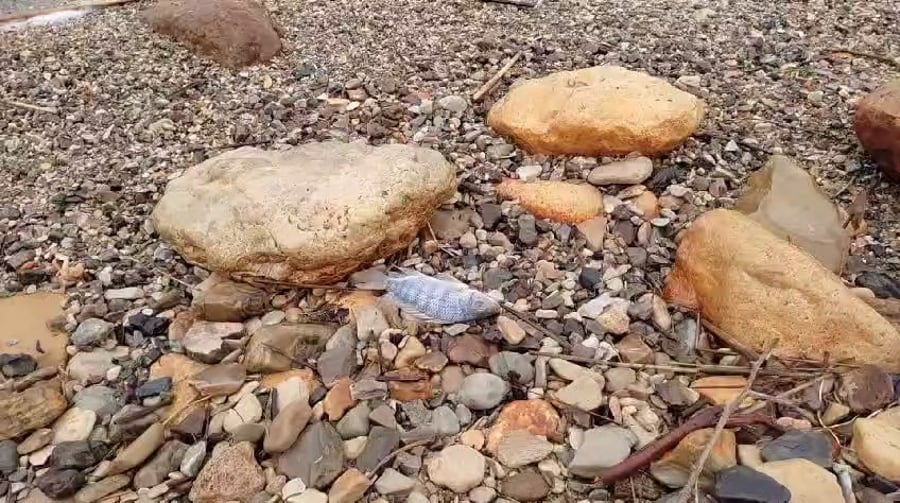 הדג הנצפה בחוף ים המלח באזור מצפה שלם