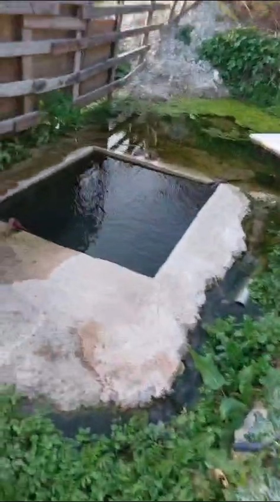 מעין/מקווה החדש בביריה