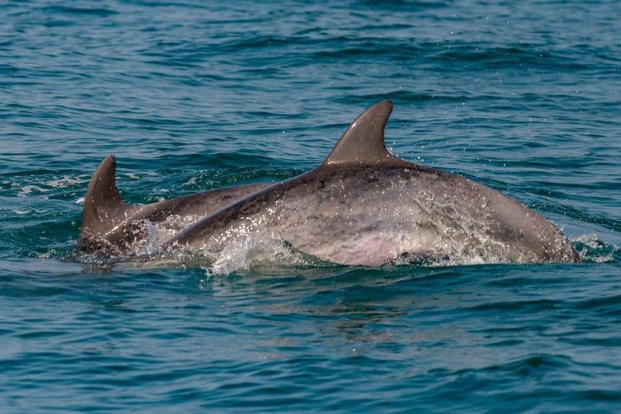 תצפית משמחת של דולפינים מצויים 