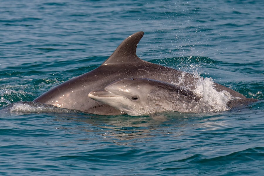 תצפית משמחת של דולפינים מצויים 
