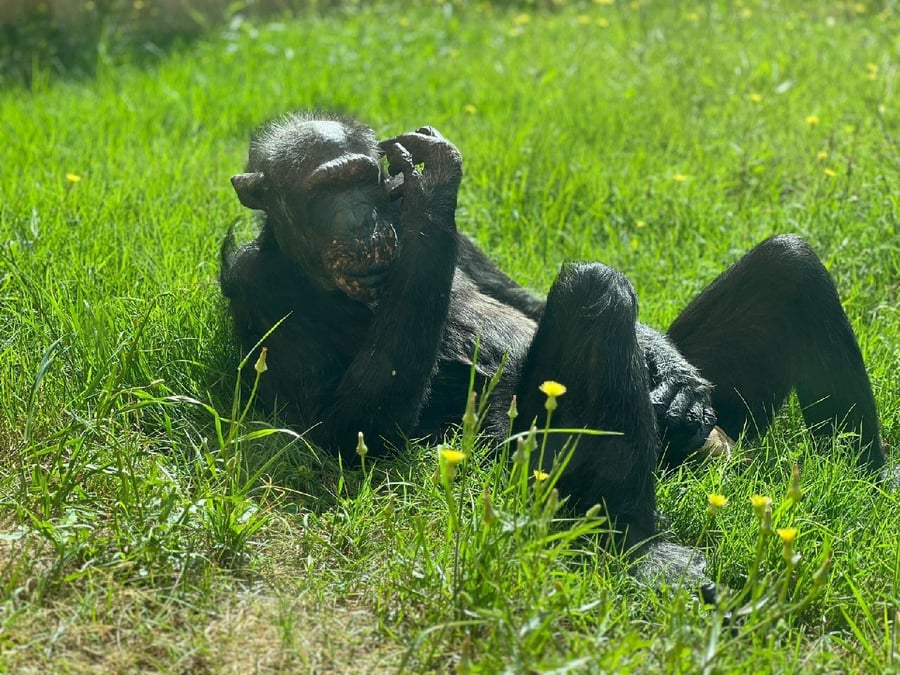 שושי השימפנזה בימיה האחרונים בספארי