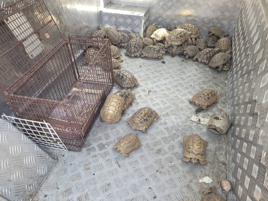 עשרות צבי יבשה הוחזקו בניגוד לחוק בבית פרטי | תיעוד