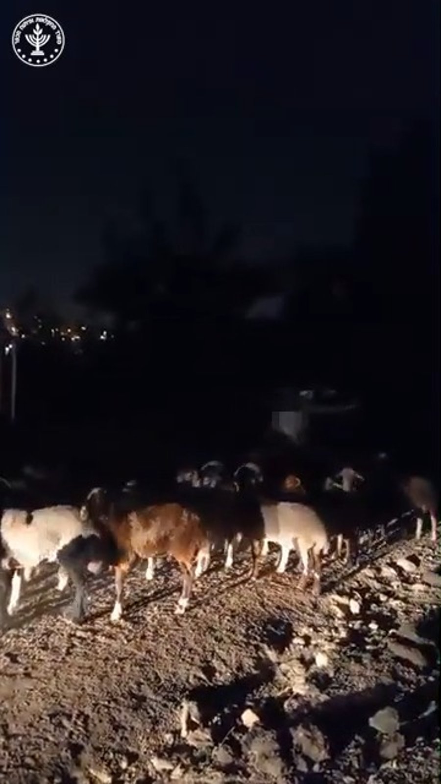 הכבשים שהוברחו ונתפסו