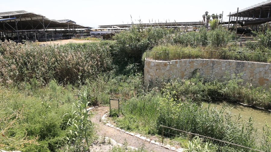 גן לאומי עין יהודה אחרי השיפוף ולפני הפתיחה