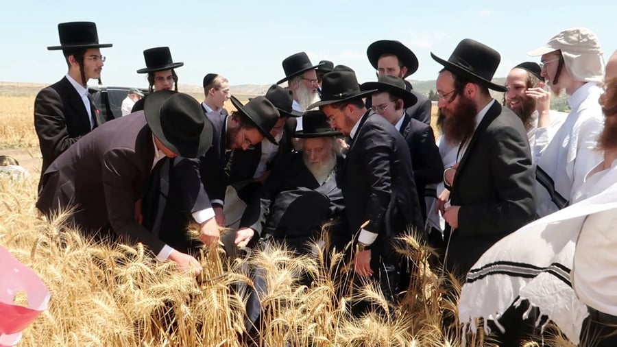 הגר"מ שטרנבוך בקצירת חיטים