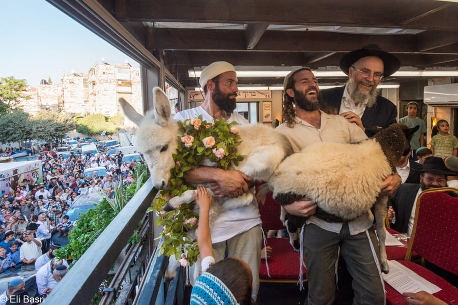 תיעוד ססגוני מהמצווה הנדירה: כך פדו את החמור בירושלים