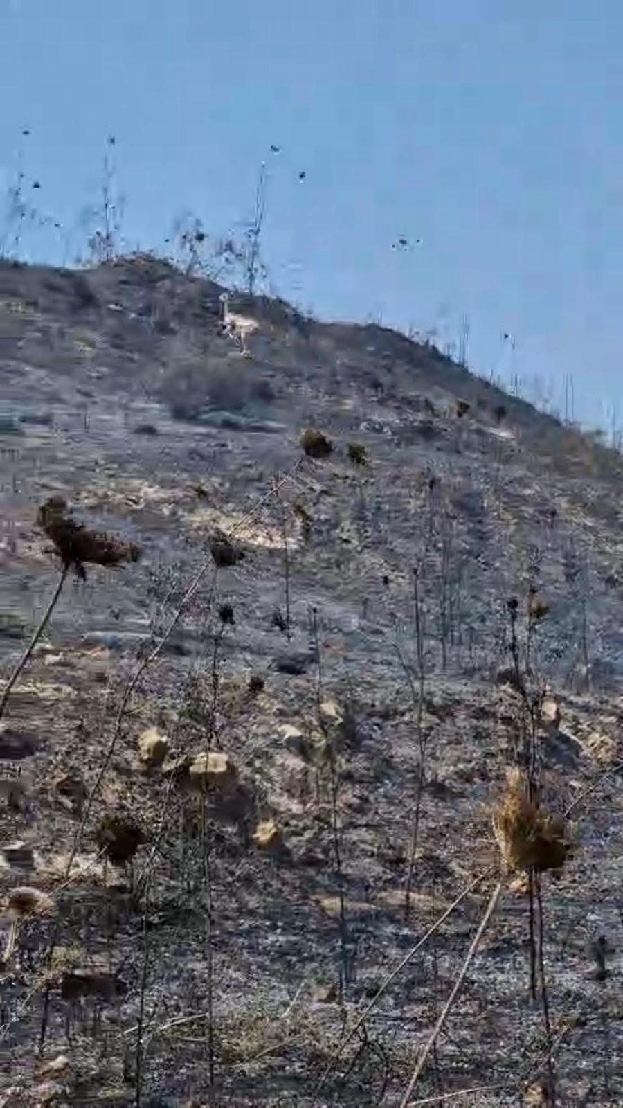 בעלי חיים נמלטים מהלהבות בשריפת הענק בשומרון סמוך להר ברכה וגבעת רונן