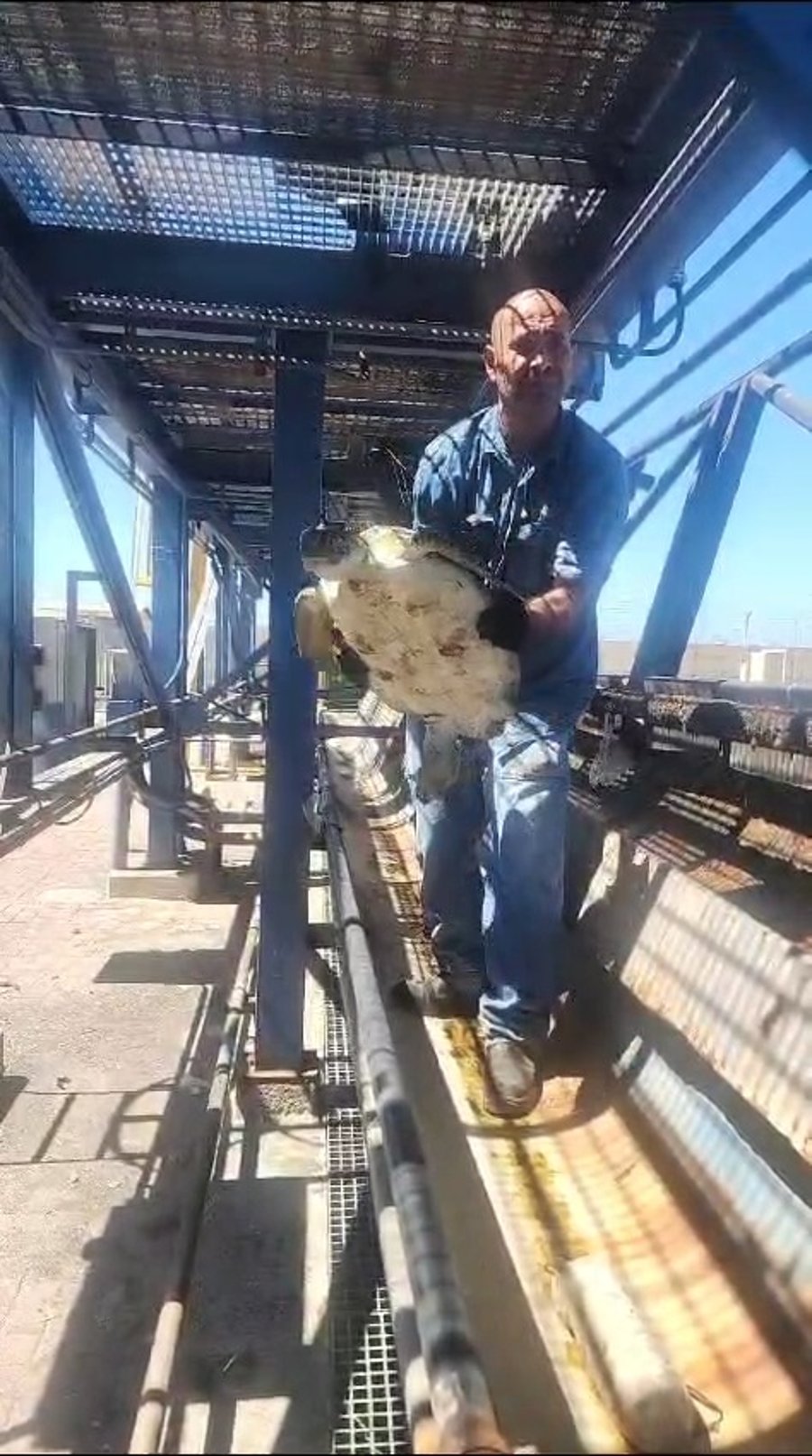 הציל את צב הים