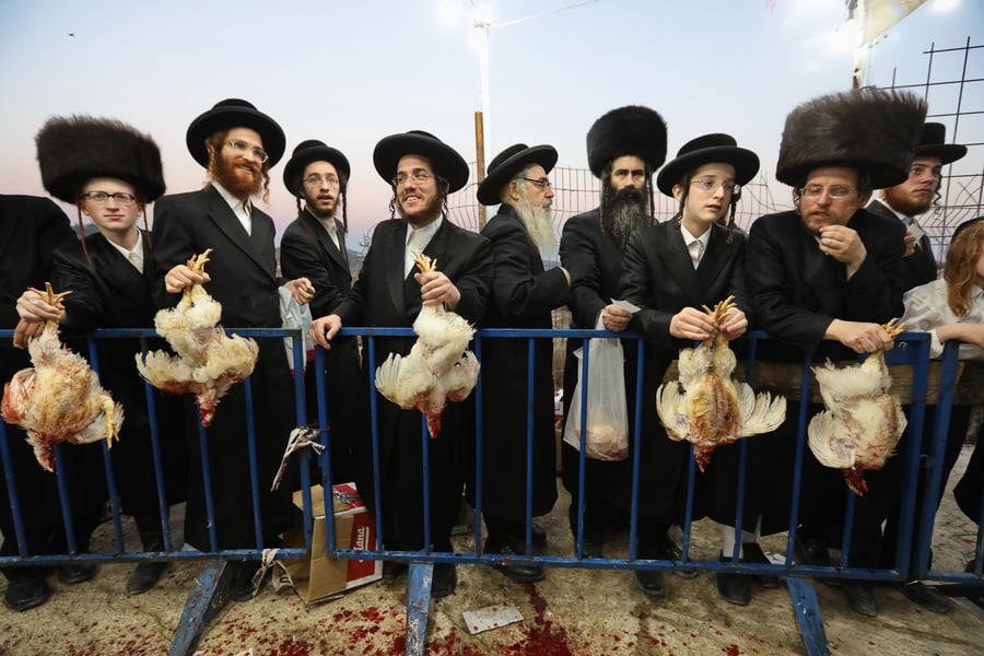 המתנה לשחיטת התרנגולים. בית שמש