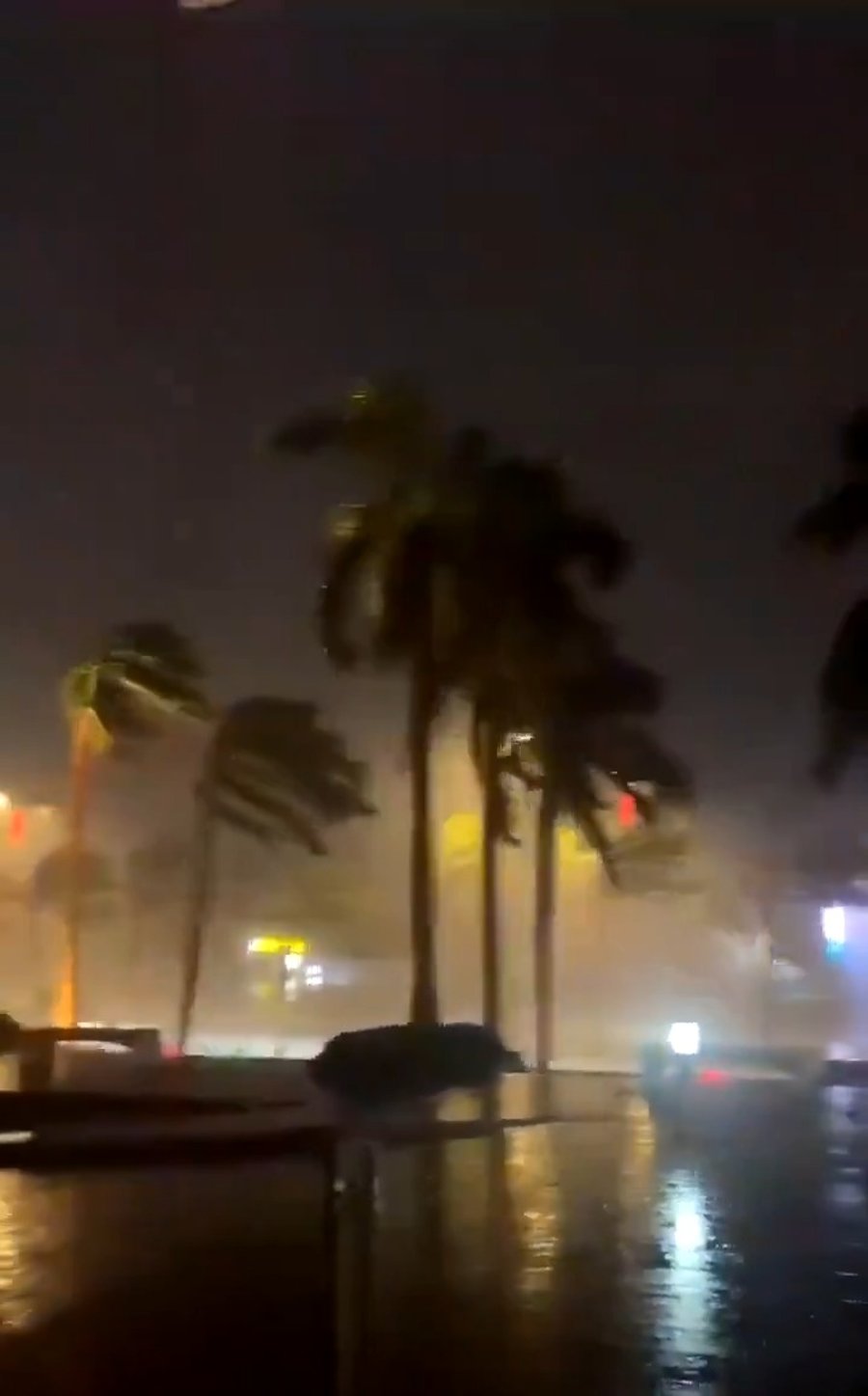 עץ נעקר ממקומו בחסות הרוחות