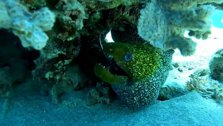 בולעת את הקרס