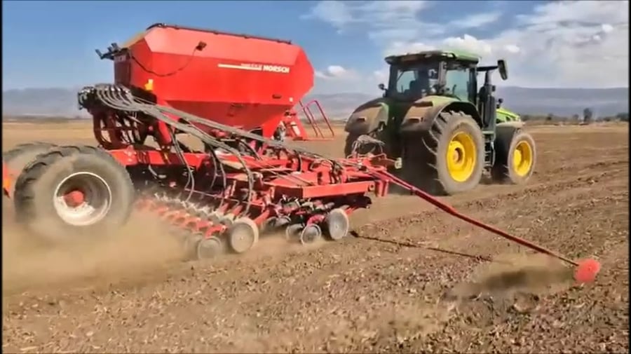 זריעת החיטה