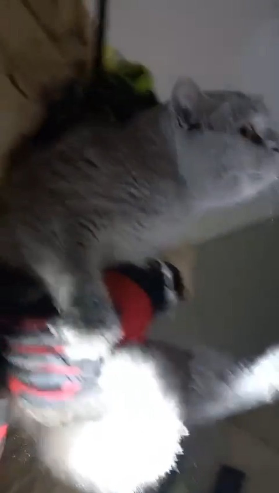 הזירה בשפרעם