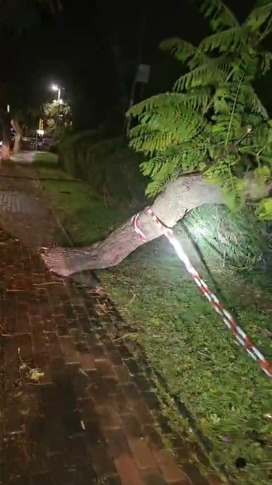 עץ שקרס הלילה בכפר סבא  וקרע חוטי חשמל