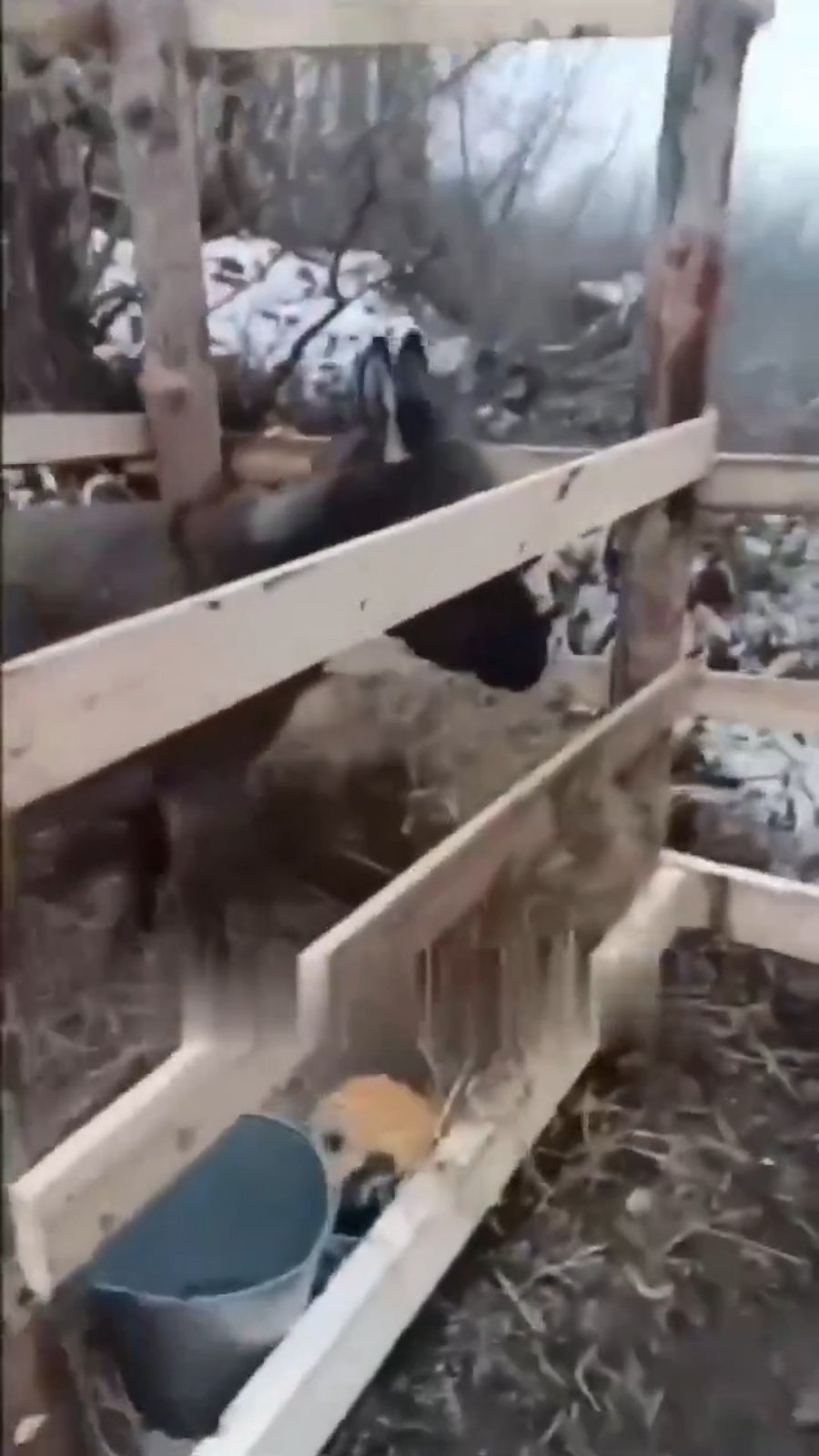 החמורים של צבא רוסיה