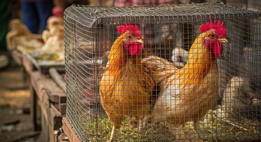 עופות בכלוב