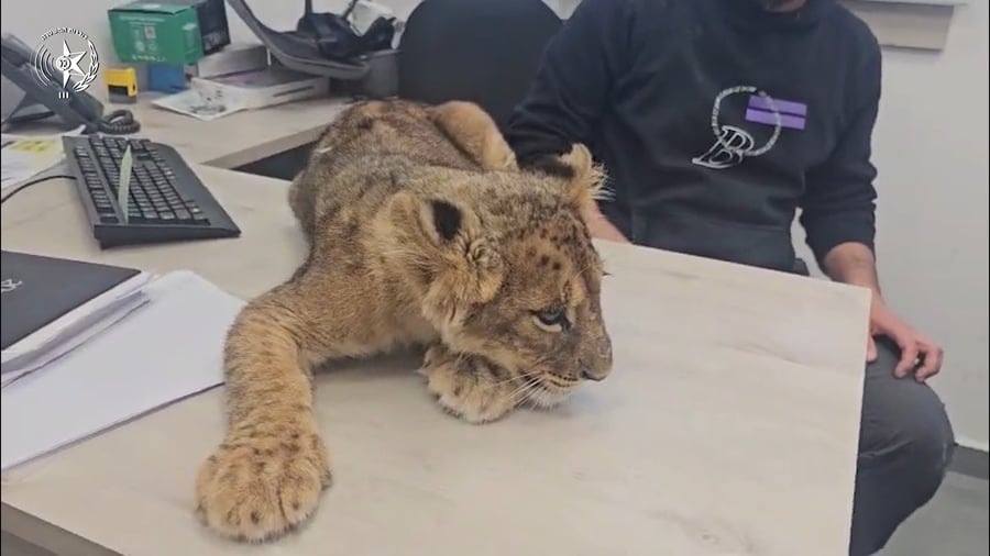 גור האריות שאותרה