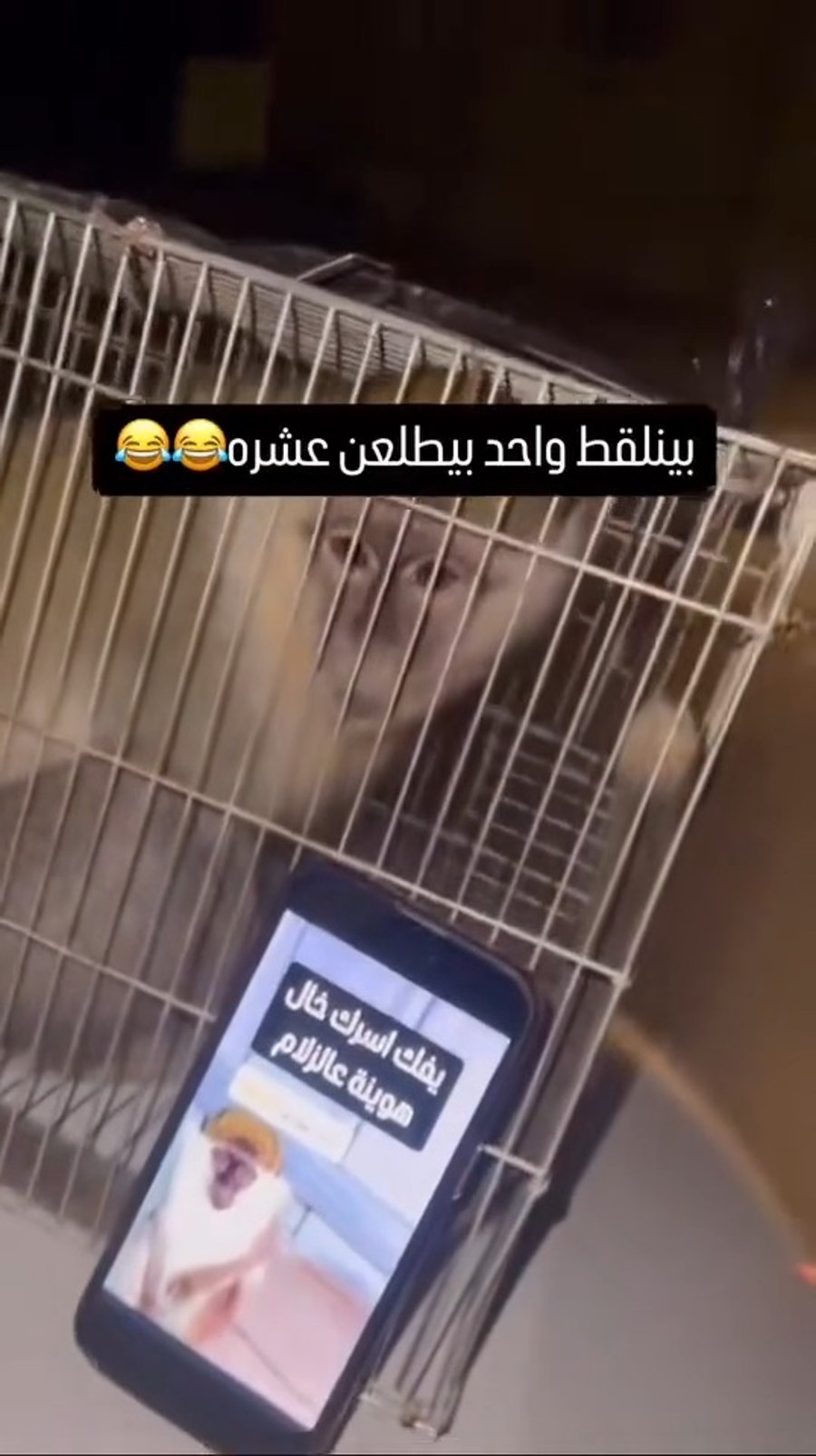 סרטון טיקטוק המשוויץ ב"עוד 10 קופים" שיש בחזקתו