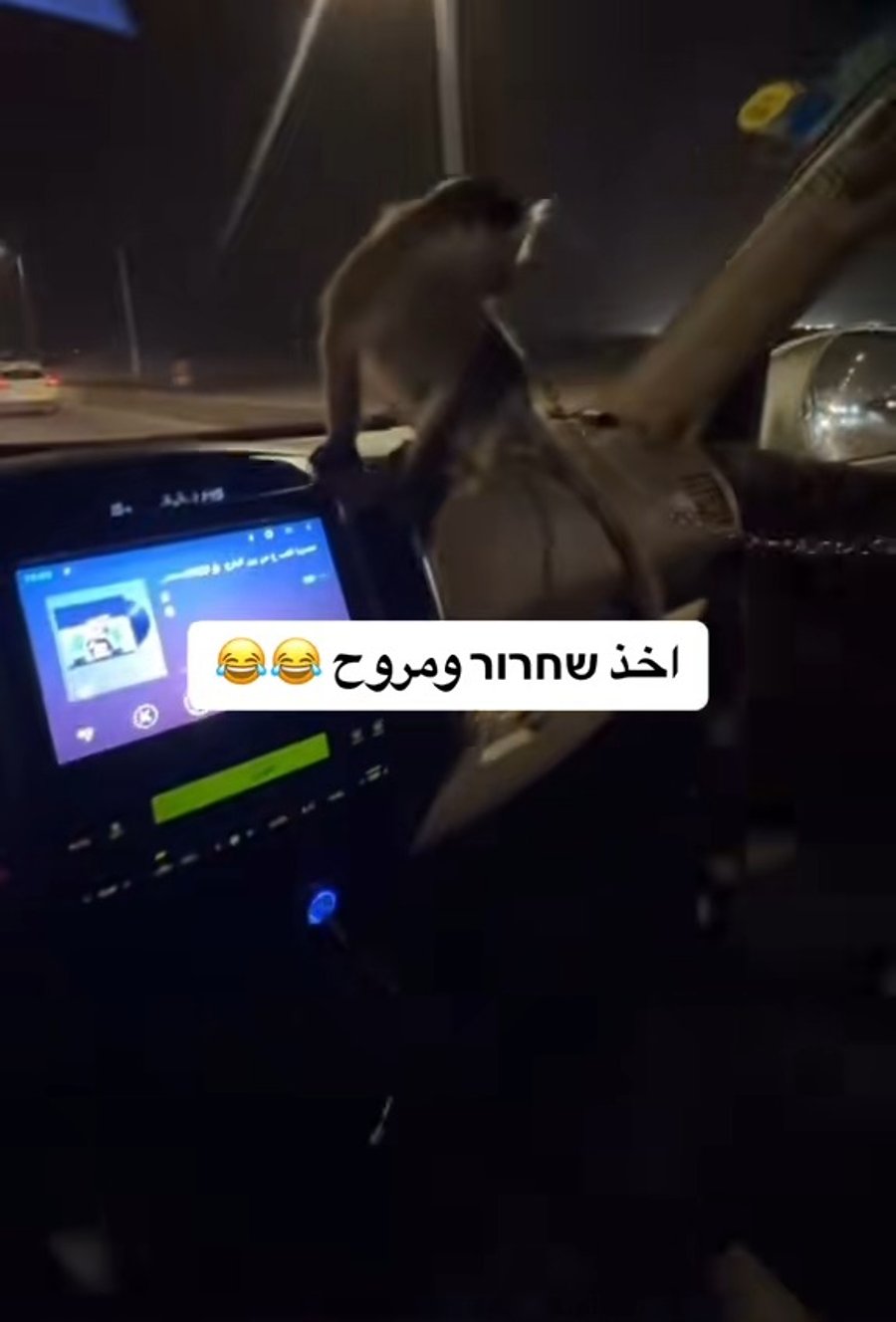 סרטון טיקטוק של קוף המוחזק בשבי