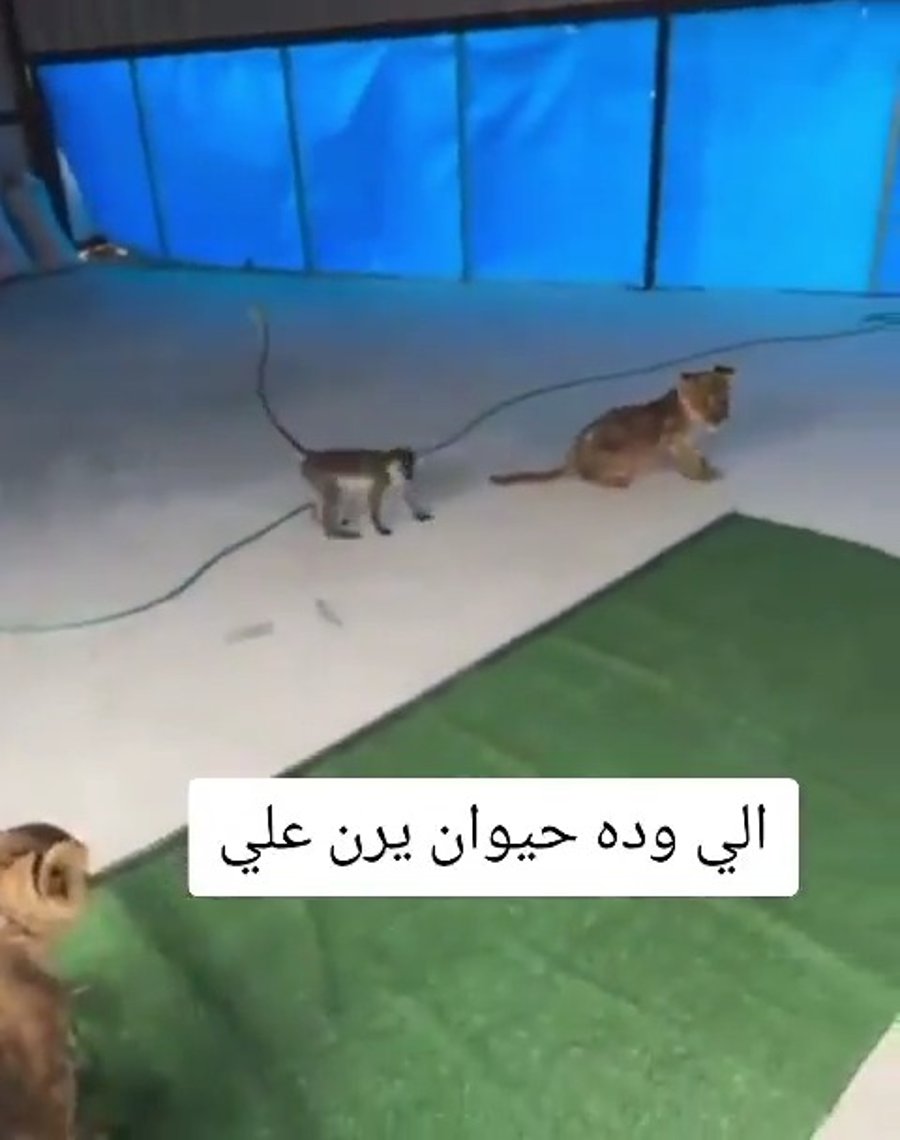 גורי אריות וקוף שתועדו בסרטון טיקטוק