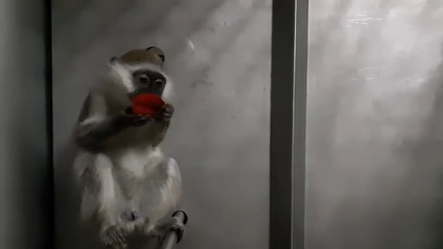 הקוף שנתפס במרכז הארץ ב2021