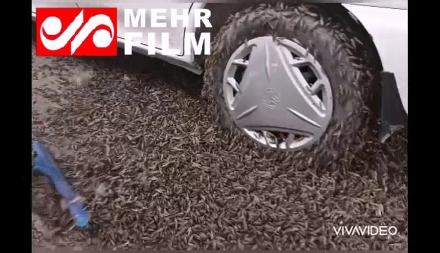 הארבה באיראן בשנת 2020