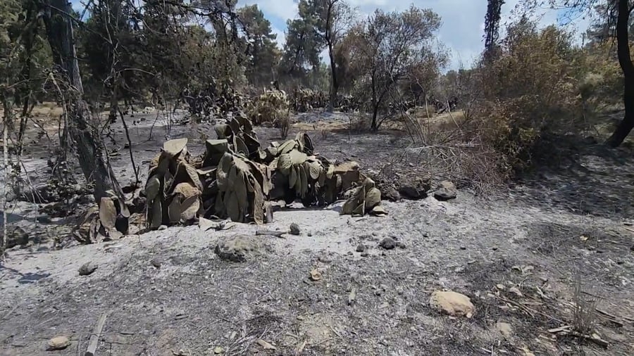 "הֲחֵרֵש היה לִבָּם" | תיעוד מבית המרחץ העתיק דרבי אלעזר בן ערך בפארק קנדה לאחר השריפה הגדולה