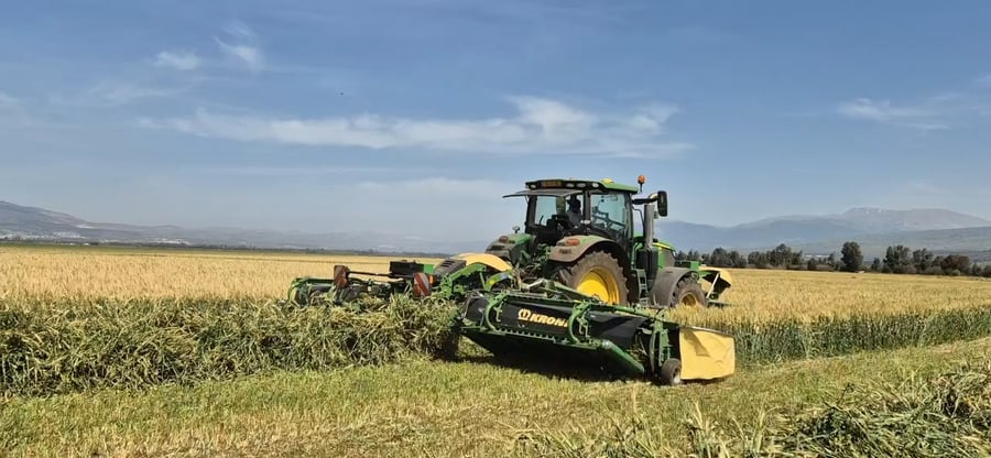 קציר חיטה בשדות עמק החולה