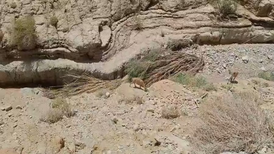 יעלים ושבילים שנהרסו מהסחף בנחל ערוגות