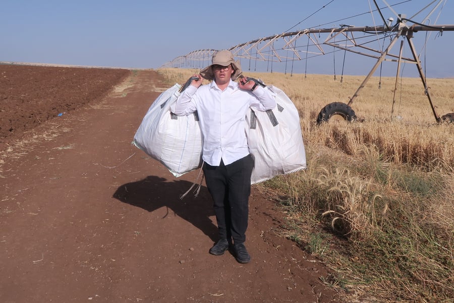 קצירת חיטים לחג הפסח תשפ''ו