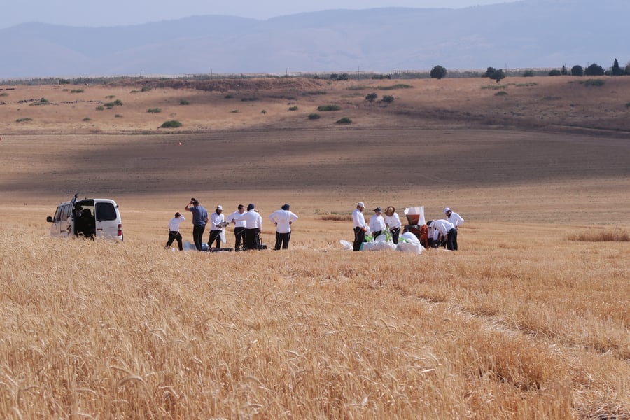 קצירת חיטים לחג הפסח תשפ''ו