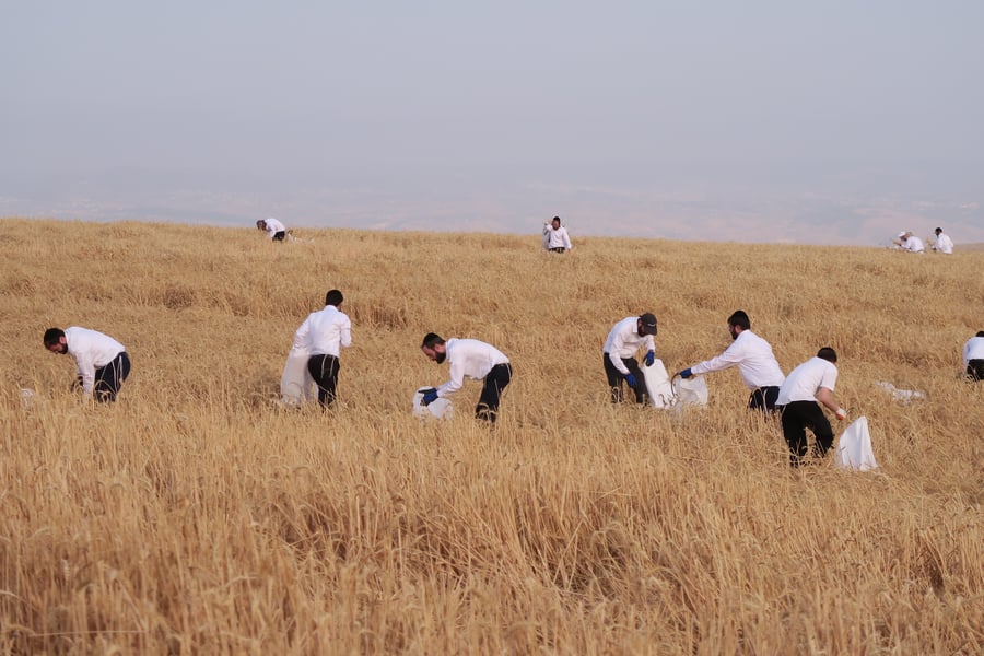 קצירת חיטים לחג הפסח תשפ''ו