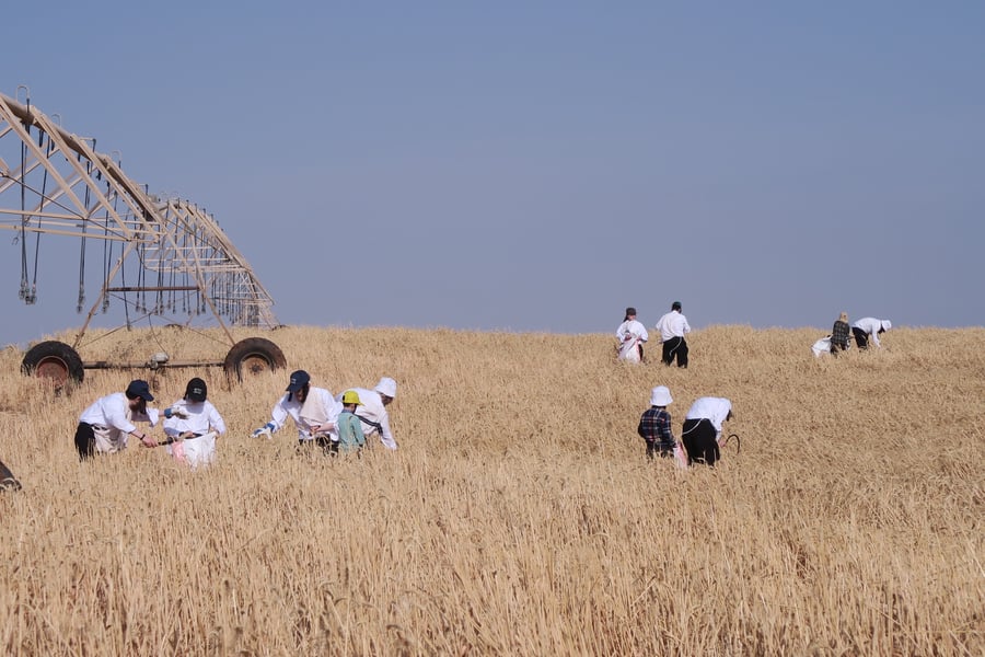קצירת חיטים לחג הפסח תשפ''ו