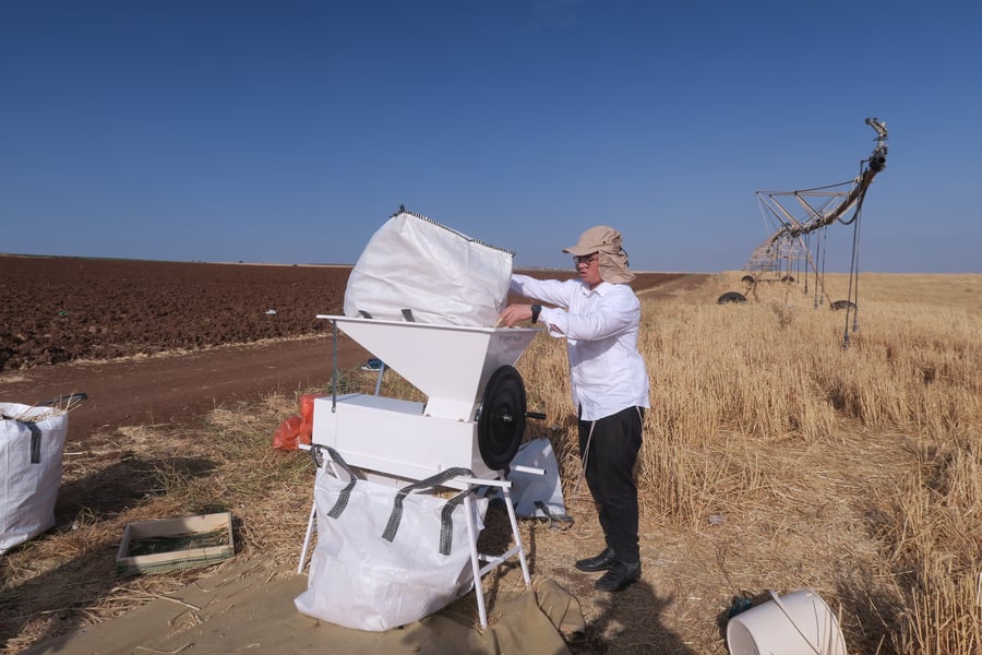 קצירת חיטים לחג הפסח תשפ''ו