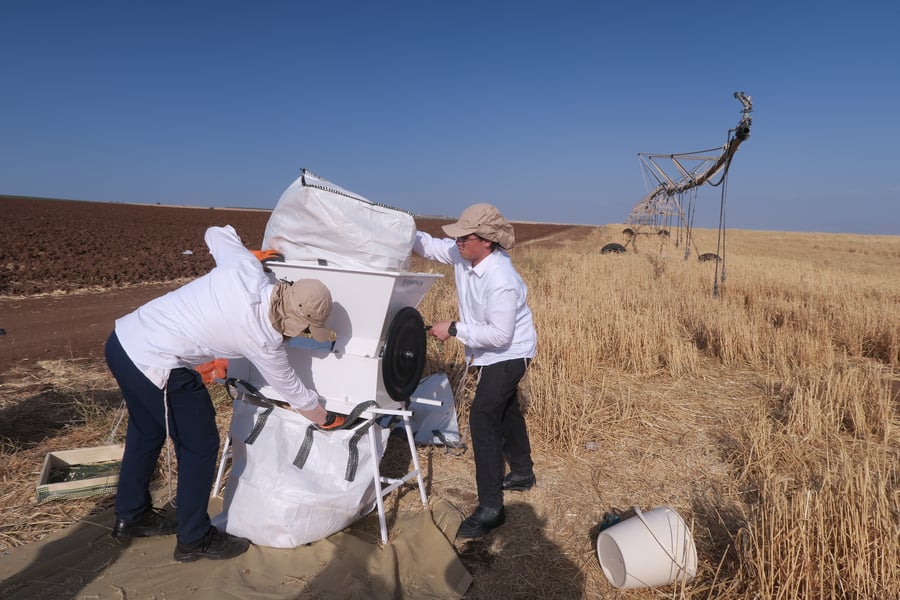 קצירת חיטים לחג הפסח תשפ''ו