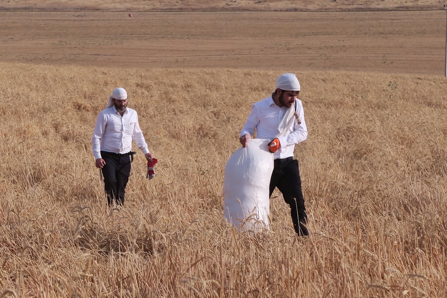 קצירת חיטים לחג הפסח תשפ''ו