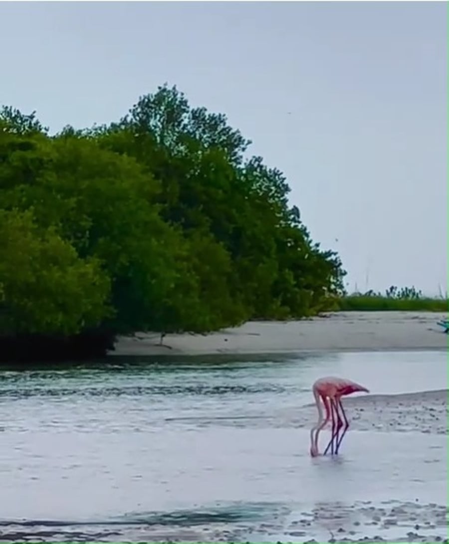 פלמינגו אוכל ורוקד