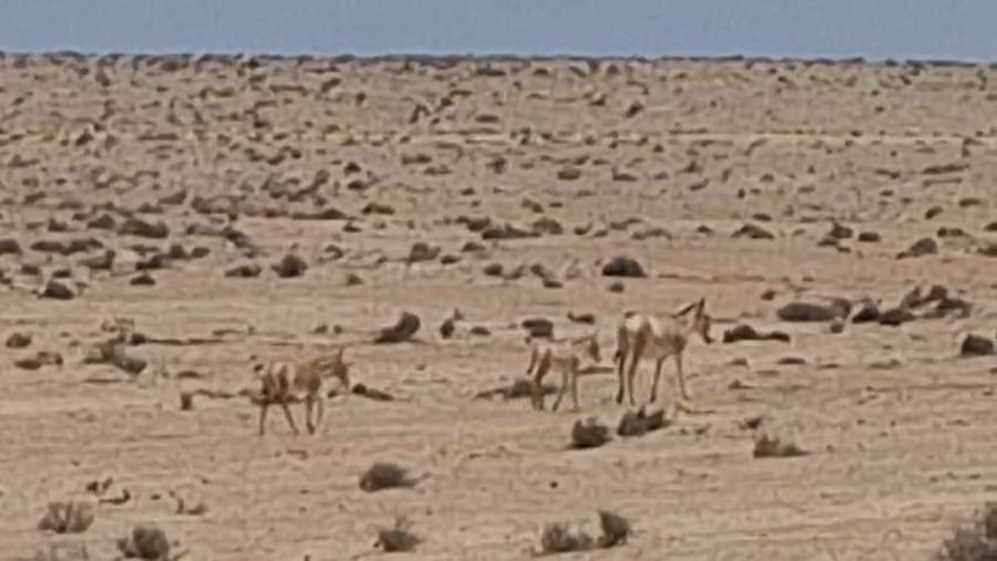 תיעוד מהנגב