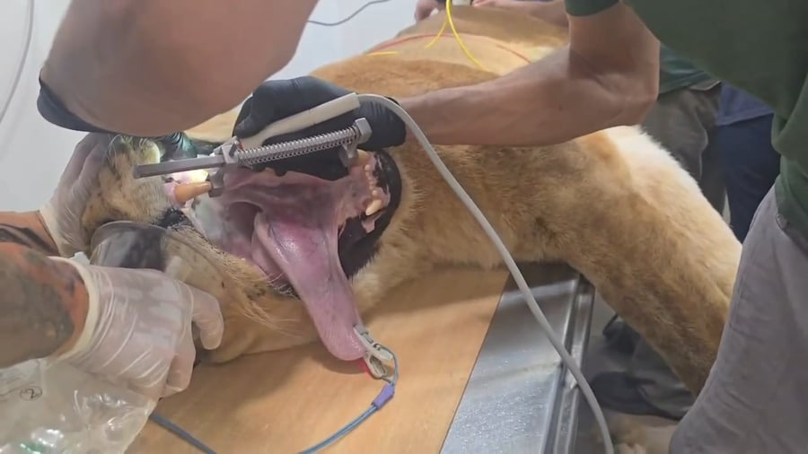 טיפול השיניים ללביאה