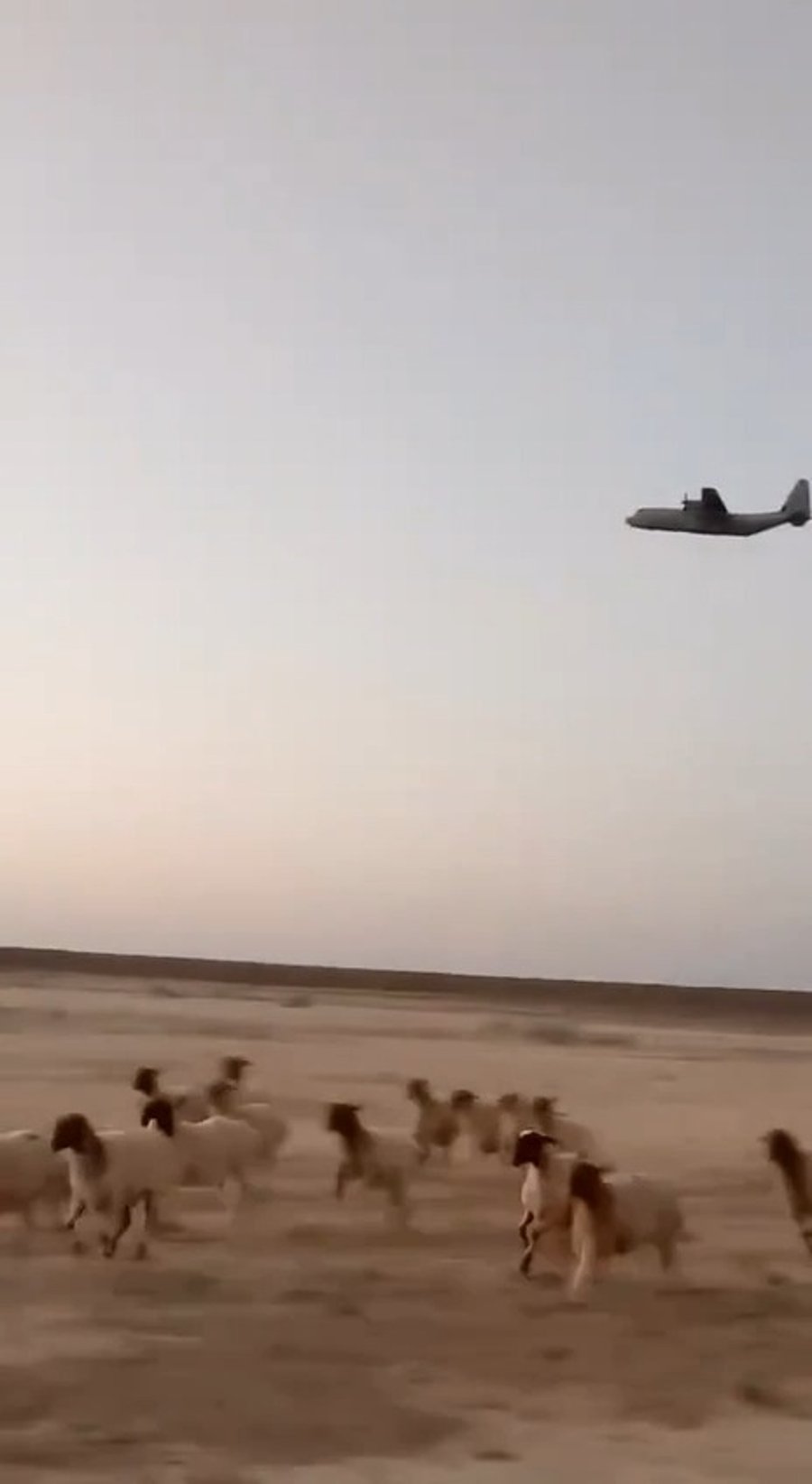 הכבשים באיראן נמלטות ממטוס חיל האוויר